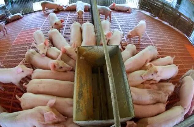 2019生猪养殖未来发展前景，农户需解决的问题有哪些？